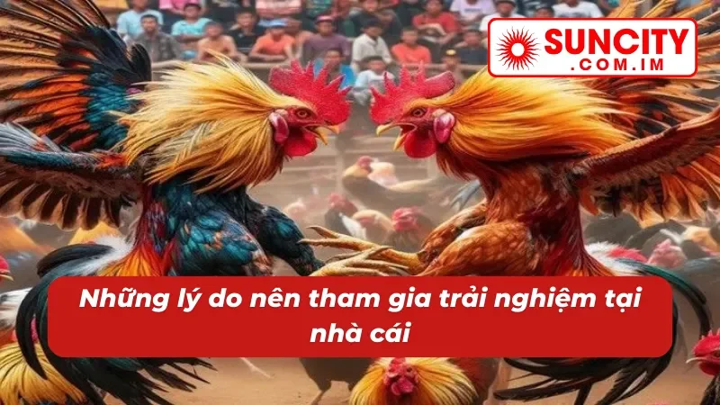 Đá Gà SUNCITY - Trải Nghiệm Không Gian Cá Cược Đẳng Cấp 4 Những lý do nên trải nghiệm sảnh đá gà tại nhà cái
