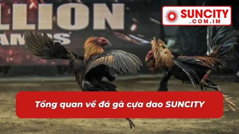 Đá Gà Cựa Dao SUNCITY - Địa Điểm Cá Cược Chọi Gà Đặc Sắc 2 Giới thiệu đá gà cựa dao SUNCITY