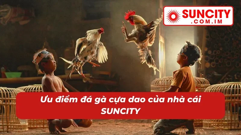 Đá Gà Cựa Dao SUNCITY - Địa Điểm Cá Cược Chọi Gà Đặc Sắc 3 Ưu điểm của đá gà cựa dao SUNCITY
