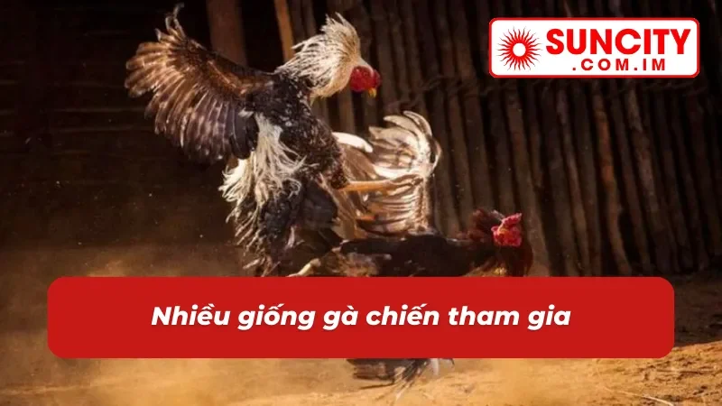 Đá Gà Cựa Dao SUNCITY - Địa Điểm Cá Cược Chọi Gà Đặc Sắc 4 Đa dạng gà đá cựa dao SUNCITY