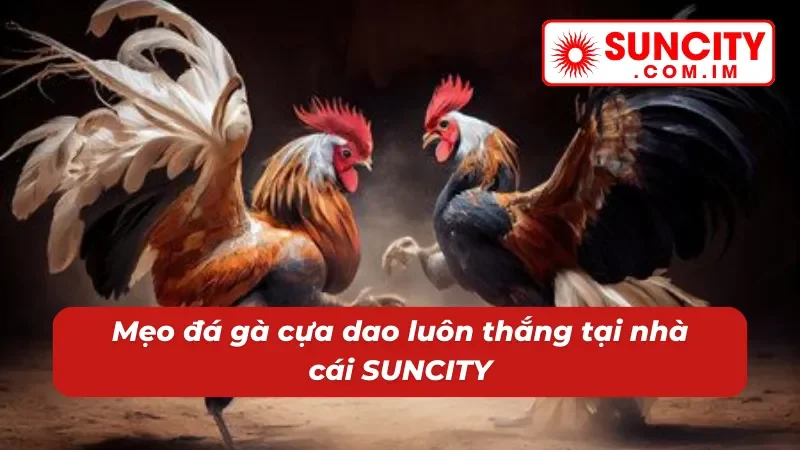 Đá Gà Cựa Dao SUNCITY - Địa Điểm Cá Cược Chọi Gà Đặc Sắc 5 Mẹo đá gà cựa dao SUNCITY luôn thắng