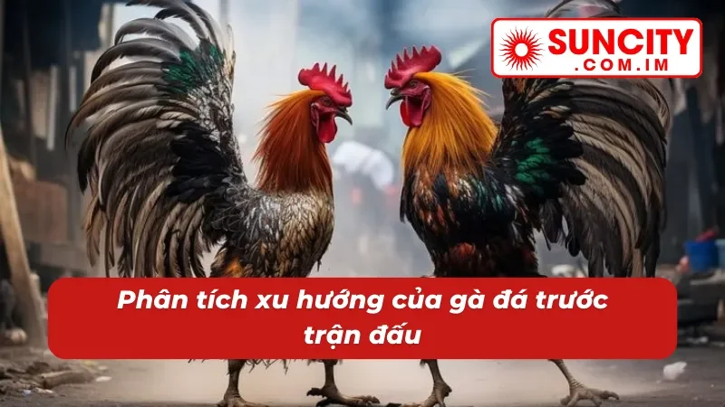 Đá Gà Cựa Dao SUNCITY - Địa Điểm Cá Cược Chọi Gà Đặc Sắc 6 Chơi đá gà cựa dao SUNCITY dễ dàng thắng hơn