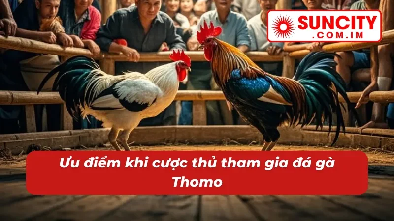 Đá Gà Thomo SUNCITY Uy Tín Bậc Nhất Dành Cho Cược Thủ 3 05 ưu điểm chỉ có tại đá gà Thomo