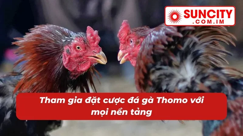 Đá Gà Thomo SUNCITY Uy Tín Bậc Nhất Dành Cho Cược Thủ 4 Đá gà Thomo tham gia mọi lúc mọi nơi